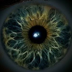 Meet your Posher, Allen